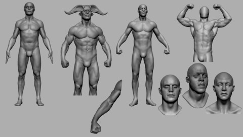 Male Anatomy Collection