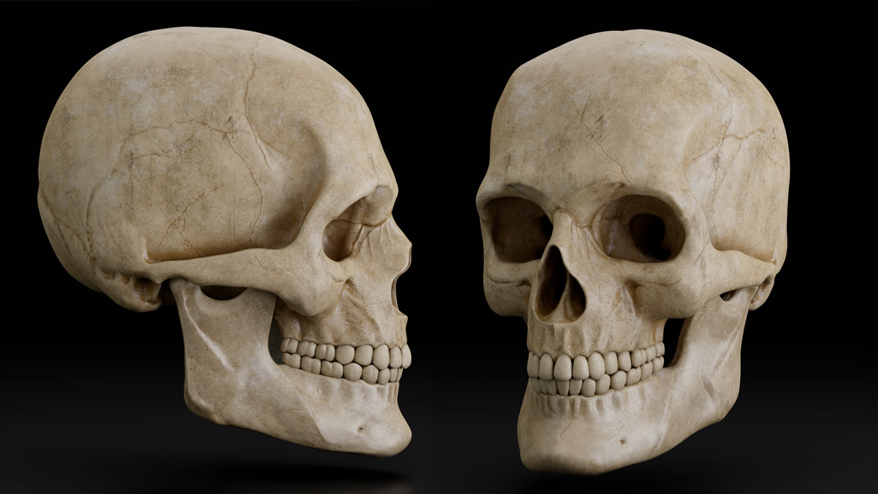 Significativo motor Hospitalidad ArtStation - Skull | 3D model | Resources