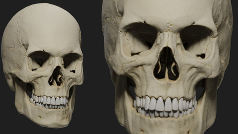 PBR male skull model