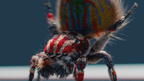 Peacock Spider Fur Grooming Tutorial