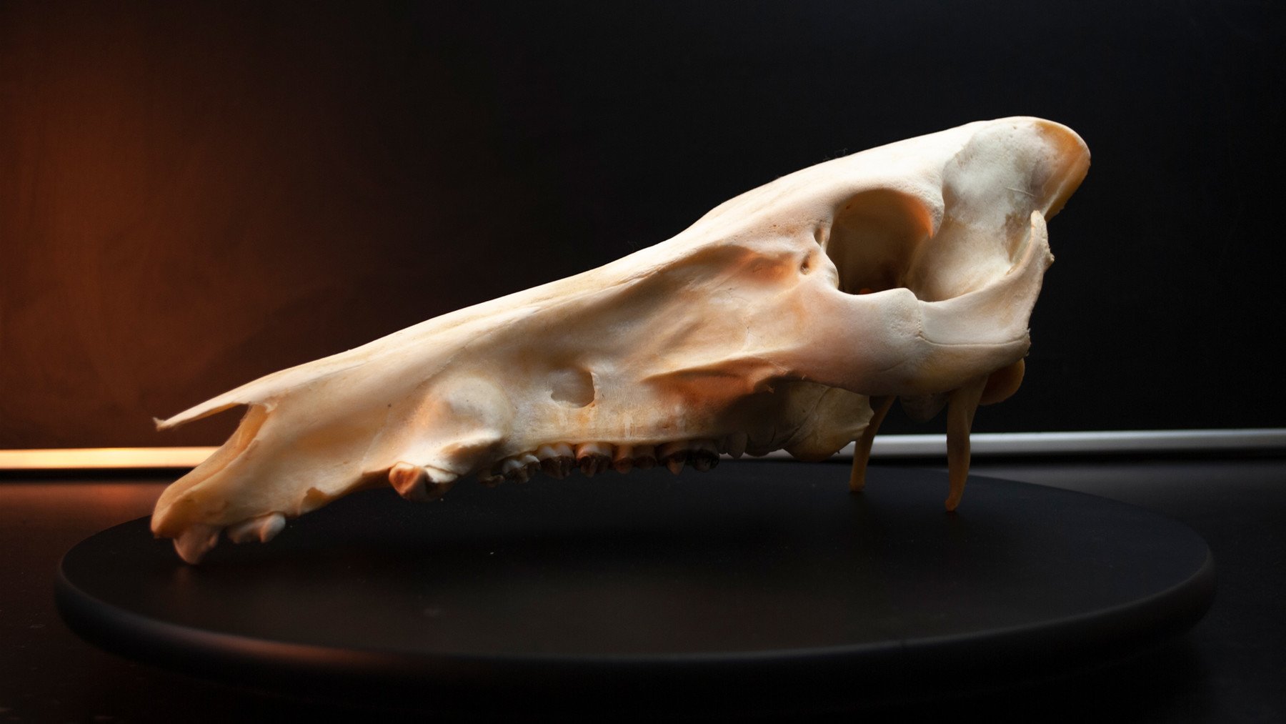 ArtStation - Boar Skull - 360 Reference photos | Resources
