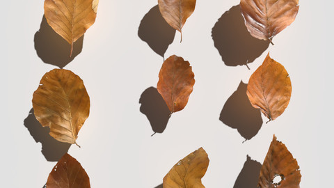 Dry Beech Leaves Pack