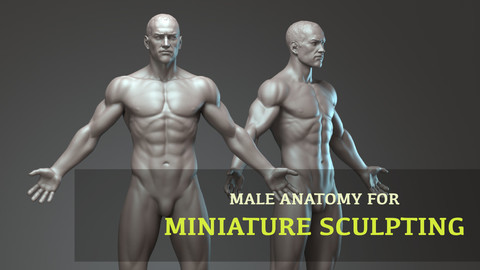 Male anatomy for miniature sculpting