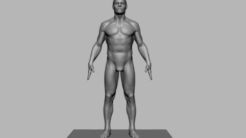 Male Anatomy Figure