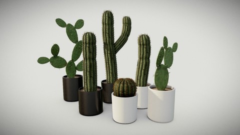 Cactus Pot Package