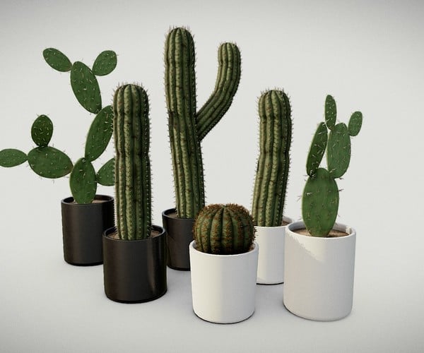 ArtStation - Cactus Pot Package | Game Assets