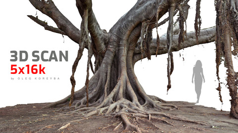 Ficus Tree #3 RAW 3D Scan 5x16k Textures
