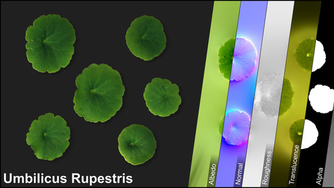 Photometric Scan Vegetation - Umbilicus Rupestris - Leaves 1