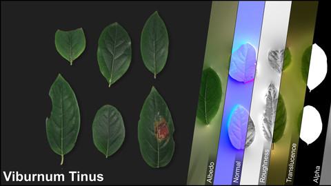 Photometric Scan Vegetation - Viburnum Tinus - Leaves 1