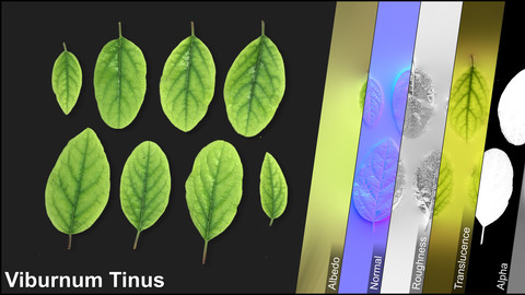 Photometric Scan Vegetation - Viburnum Tinus - Leaves 2