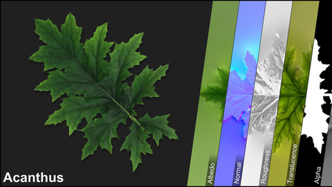 Photometric Scan Vegetation - Acanthus - Leaf 2