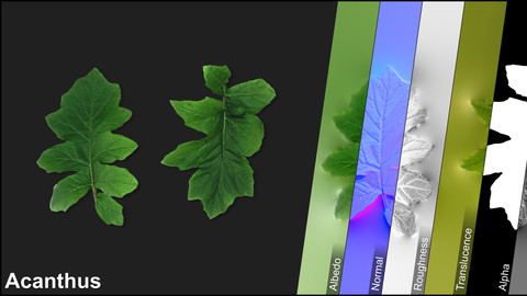 Photometric Scan Vegetation - Acanthus - Leaves 1