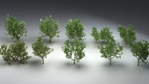 Set of ash-tree 10 types