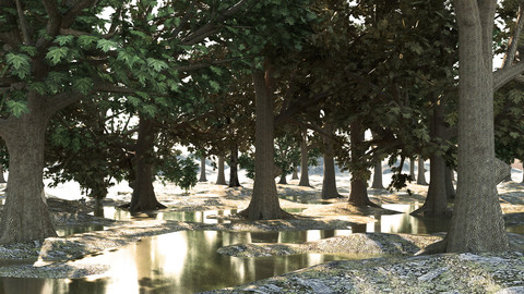 Set maple trees (10 types)