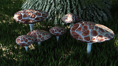 Set mushrooms (5 types)