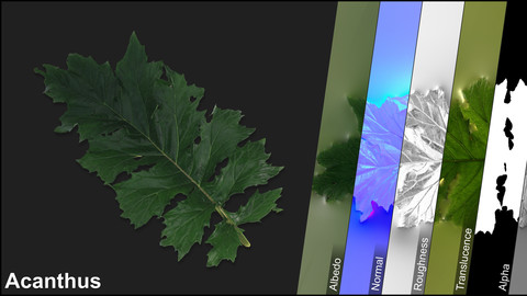 Photometric Scan Vegetation - Acanthus - Leaf 3