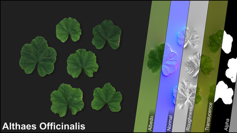 Photometric Scan Vegetation - Althaes Officinalis- Leaves 1