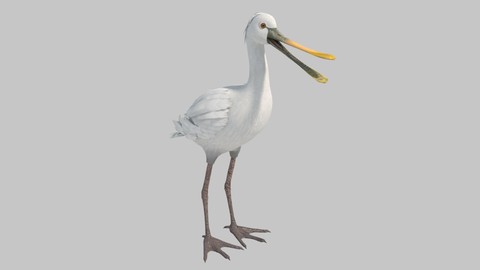 Spoonbill Bird rig