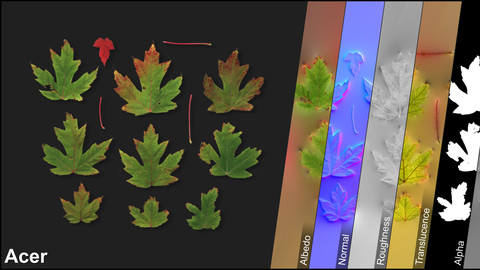 Photometric Scan Vegetation - Acer - Leaves 1