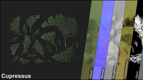 Photometric Scan Vegetation - Cupressus - Needles 1