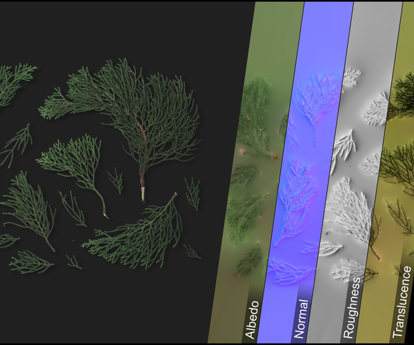 ArtStation - Photometric Scan Vegetation - Cupressus - Needles 1 | Game ...