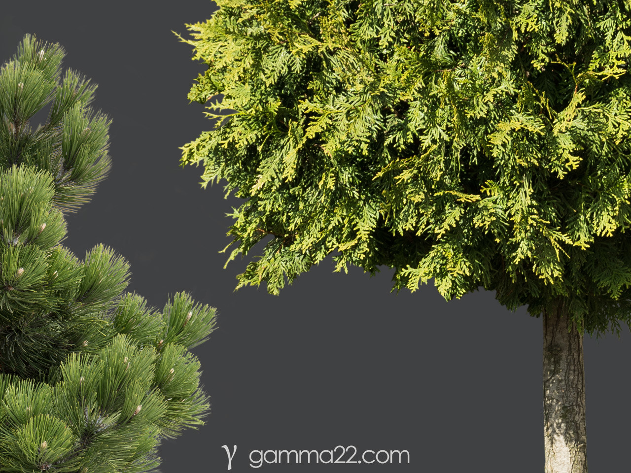 ArtStation - 15 TREE & BUSH CUTOUTS in PNG format | Resources
