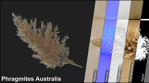 Photometric Scan Vegetation - Phragmites Australis - Duster Dry 1