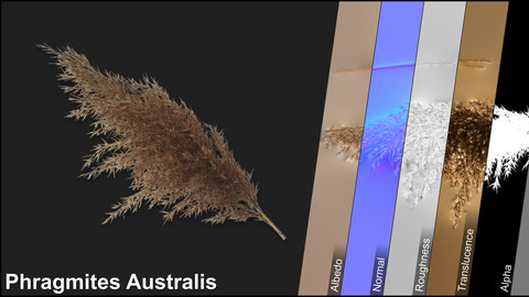 Photometric Scan Vegetation - Phragmites Australis - Duster Dry 2