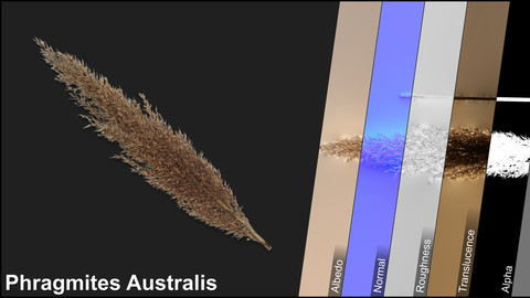 Photometric Scan Vegetation - Phragmites Australis - Duster Dry 3