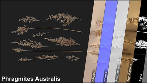 Photometric Scan Vegetation - Phragmites Australis - Duster Dry Kit 1