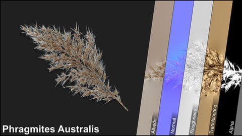 Photometric Scan Vegetation - Phragmites Australis - Mini Duster Dry 1