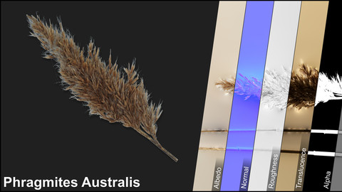 Photometric Scan Vegetation - Phragmites Australis - Mini Duster Dry 2
