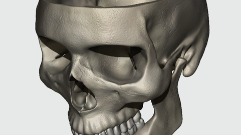 Skull (no cap for view of foramina)