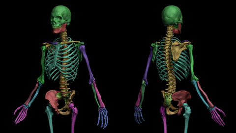 Anatomical Human Skeleton