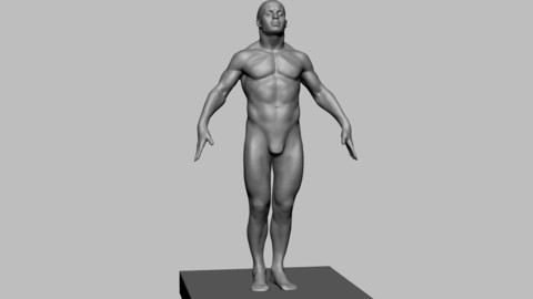 Free Human Anatomy Model