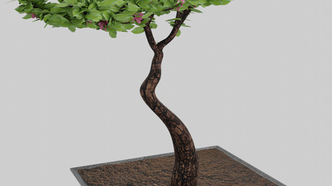 Bonsai