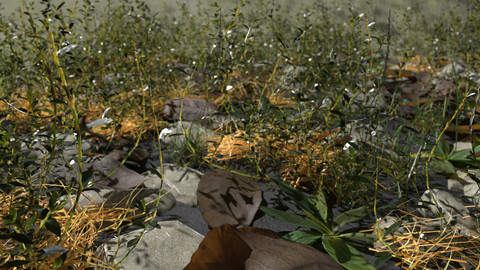 Knotweed Meadow Patch