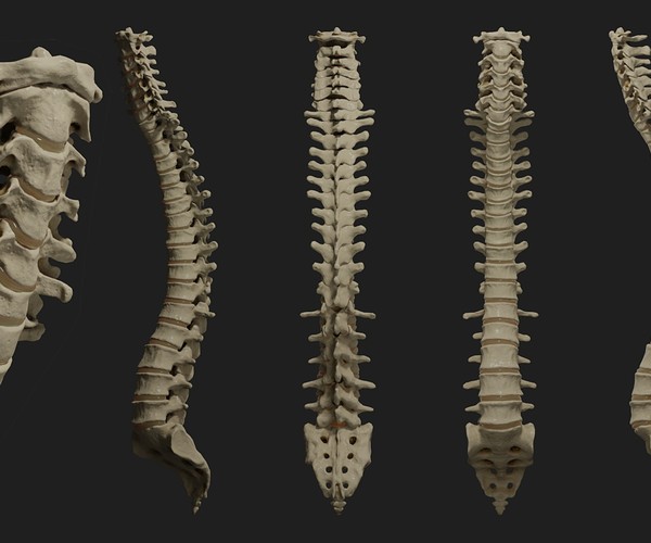 ArtStation - PBR Human Spine | Resources