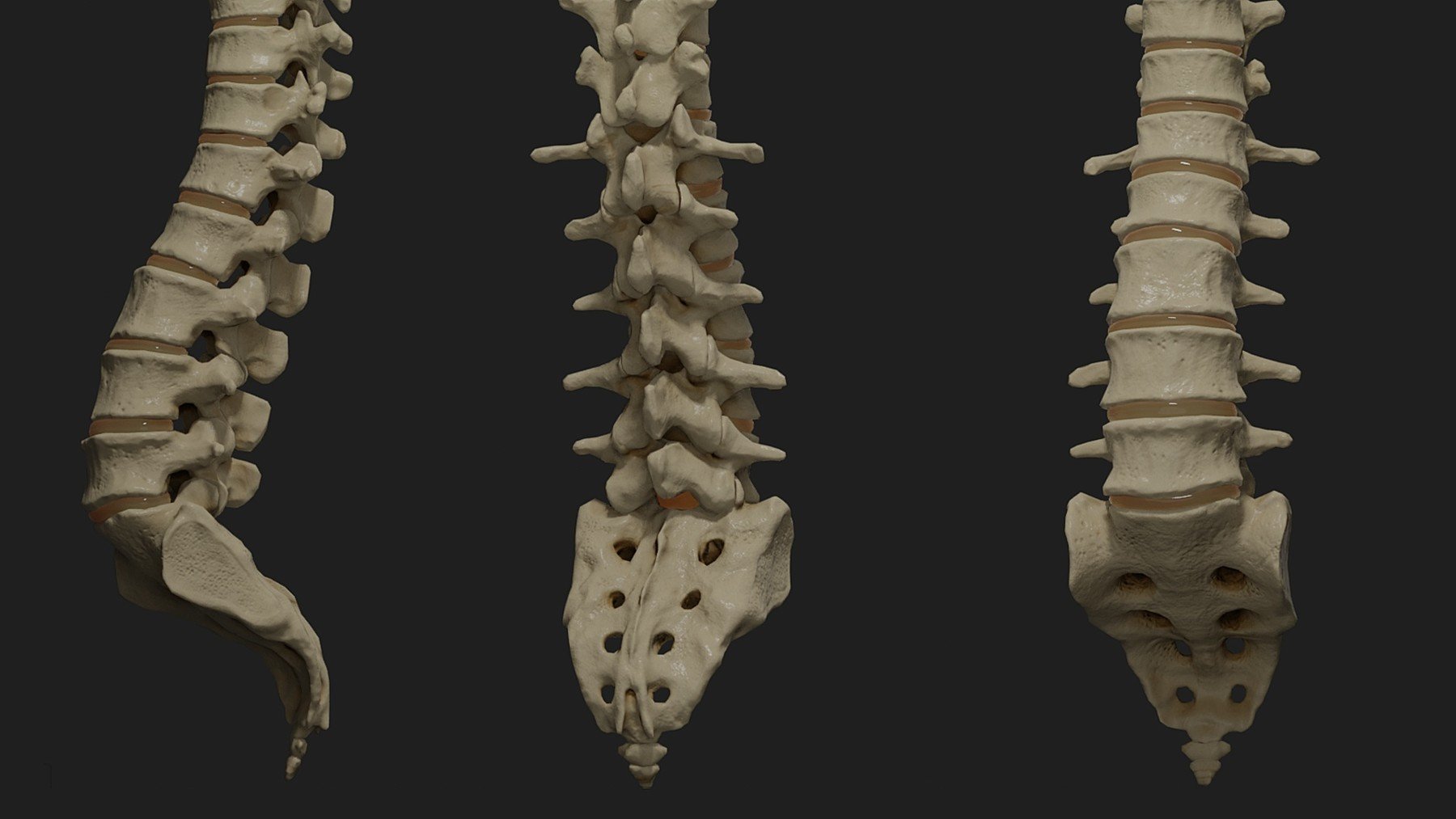 ArtStation - PBR Human Spine | Resources