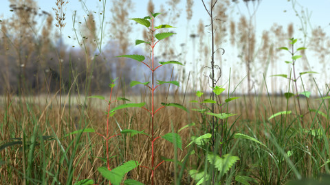 Grass Leaf Starwort Meadow Patch