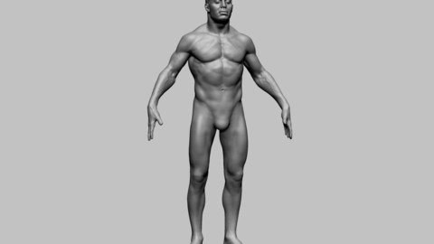 Male Anatomy 03