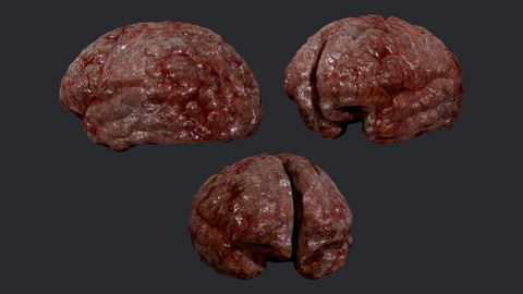 Human Brain Organ Game Ready 01