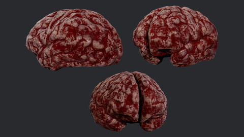 Human Brain Organ Game Ready 03