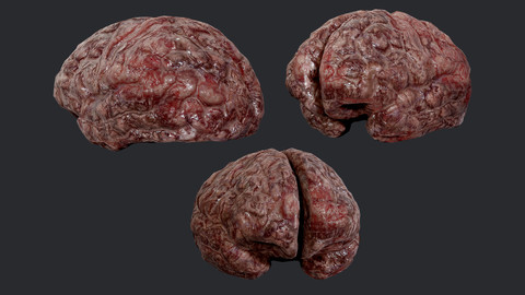 Human Brain Organ Game Ready 04