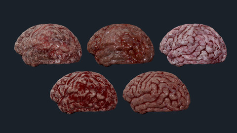 5 Human Brain Organs Game Ready