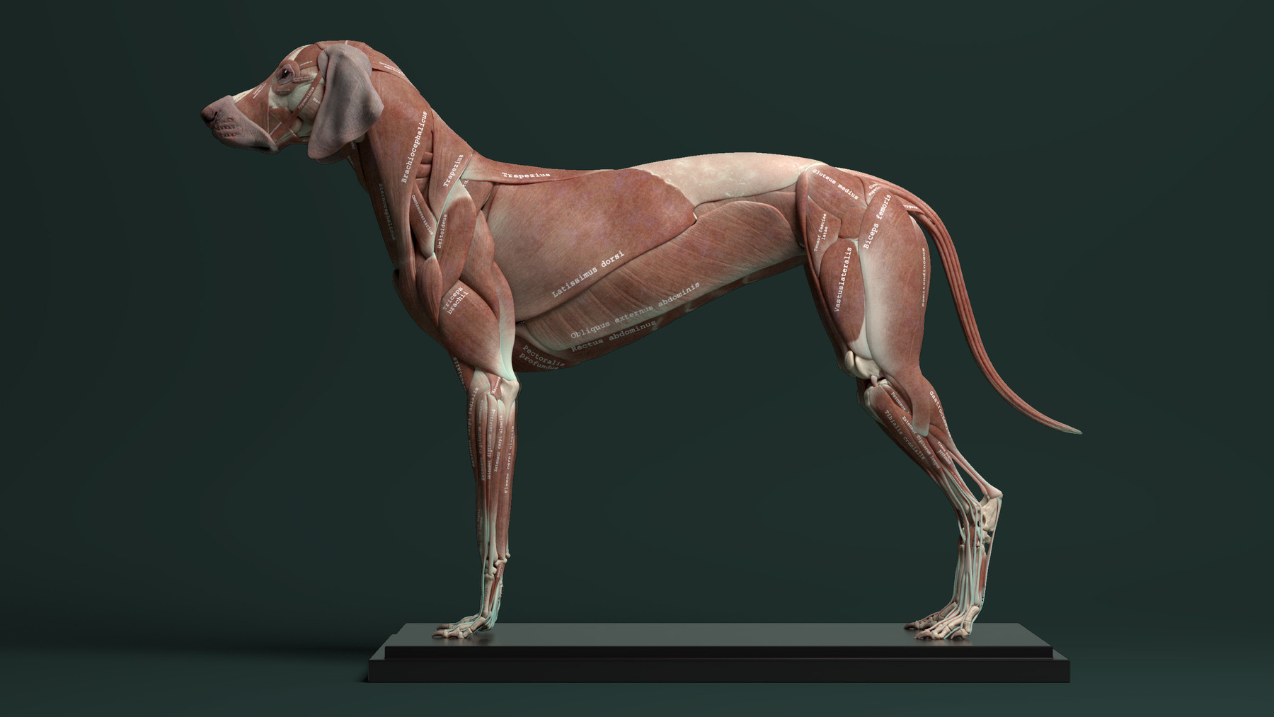 Анатомическая модель собаки