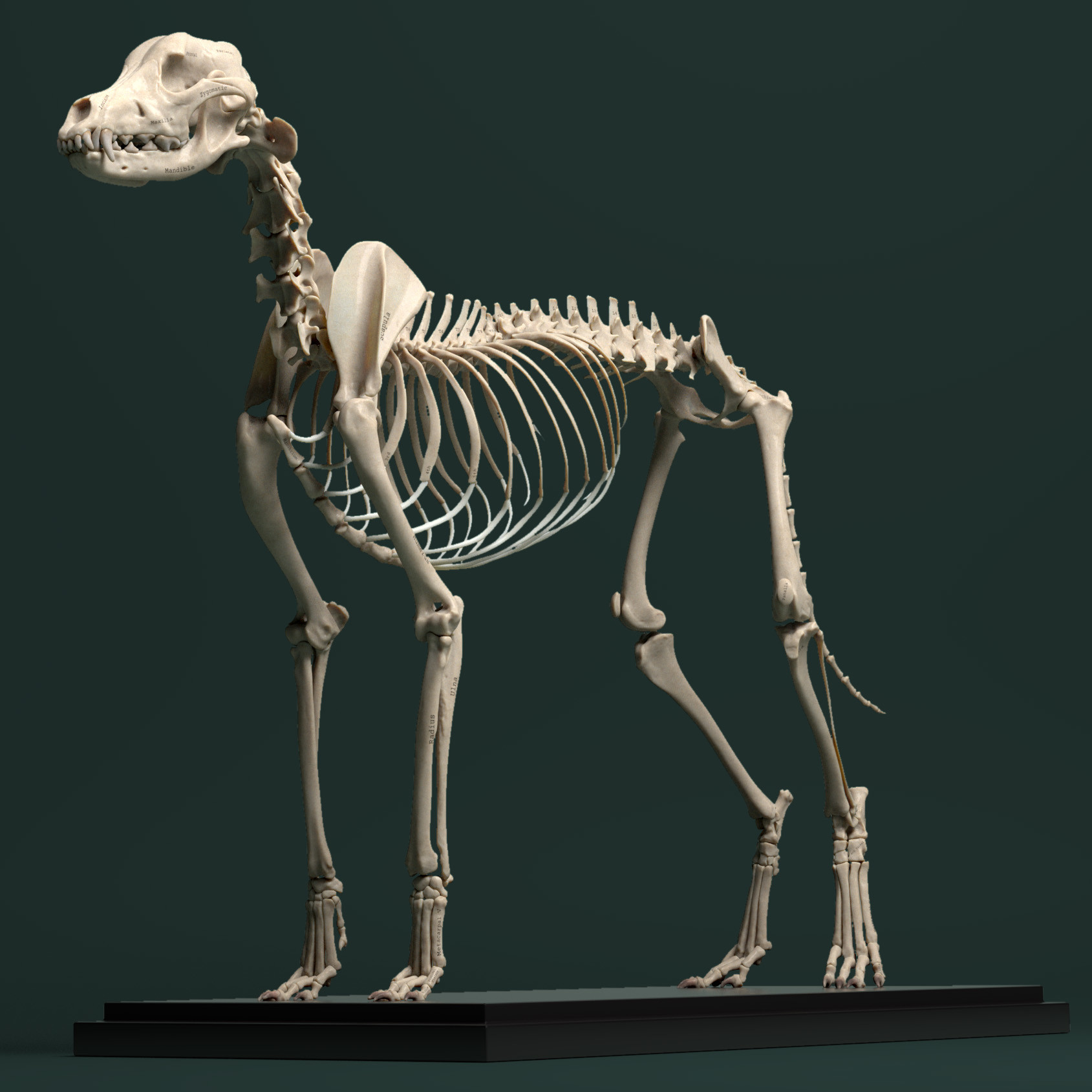 ArtStation - Canine Anatomy Model | Resources