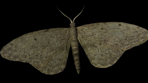 Moth Insect