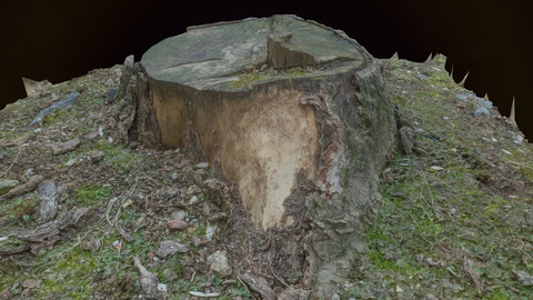 Photoscan_Broken Tree_0002_only HighPoly Mesh (16K Texture)