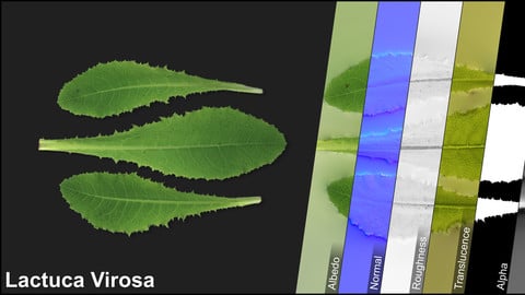 Photometric Scan Vegetation - Lactuca Virosa - Leaves Kit 1